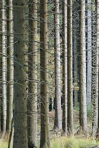 bois en automne